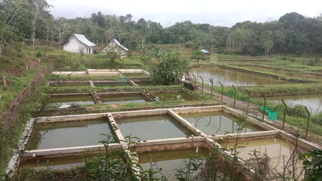 Bibit ikan